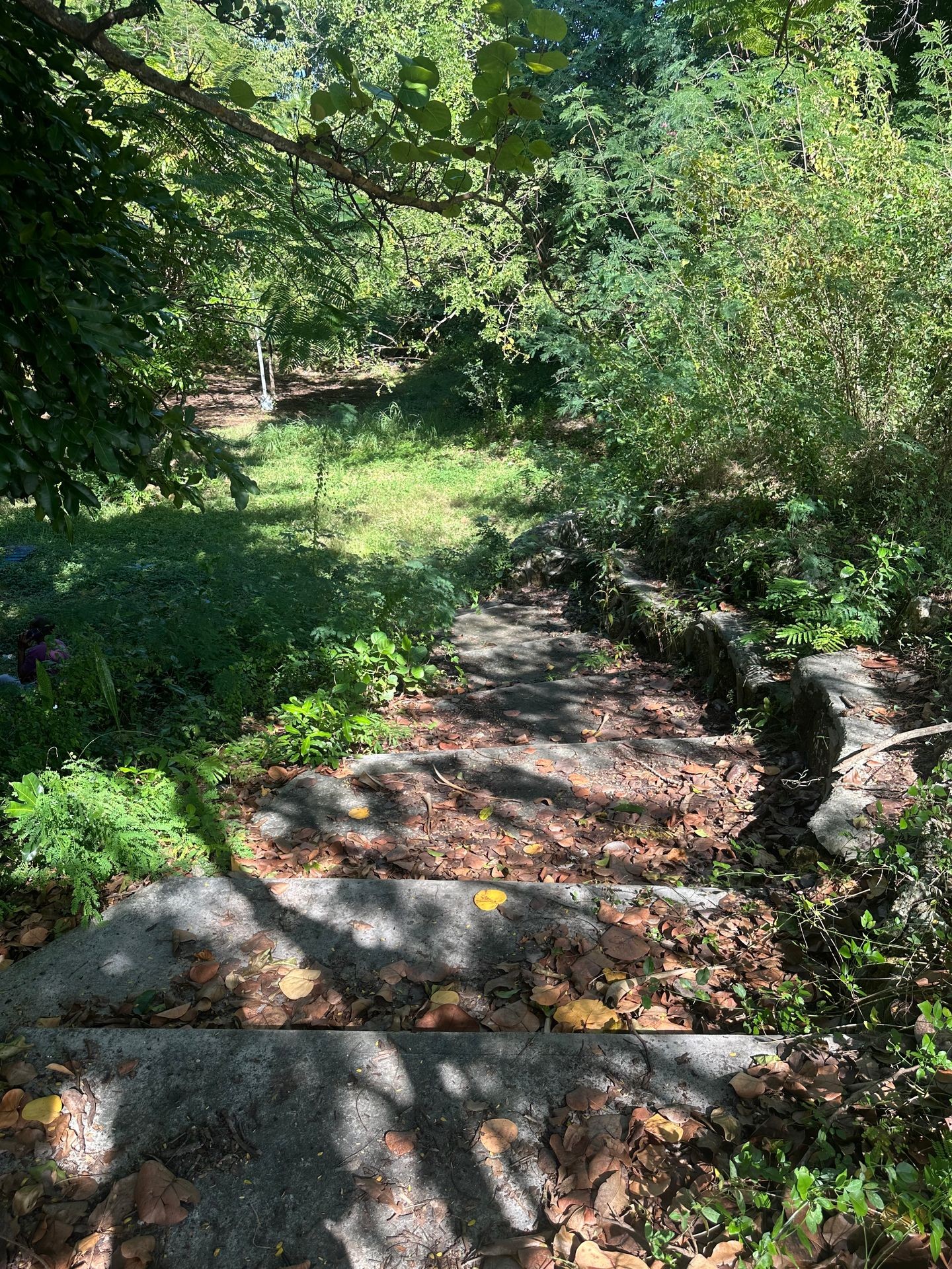 Stone steps covered in fallen leaves leading down through a lush green forest.