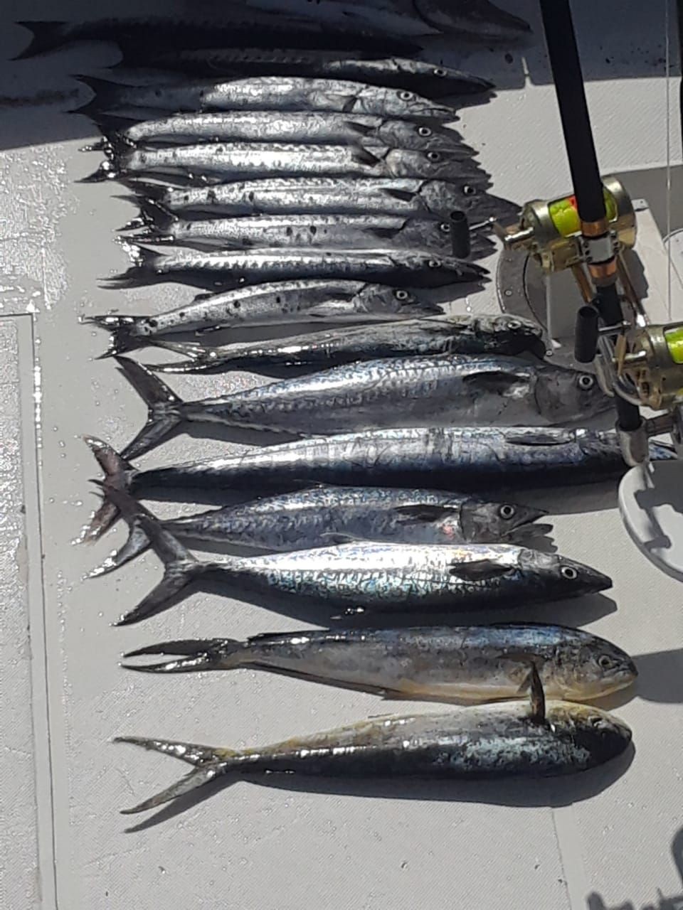 A collection of freshly caught fish lined up on a boat deck next to fishing rods and reels.