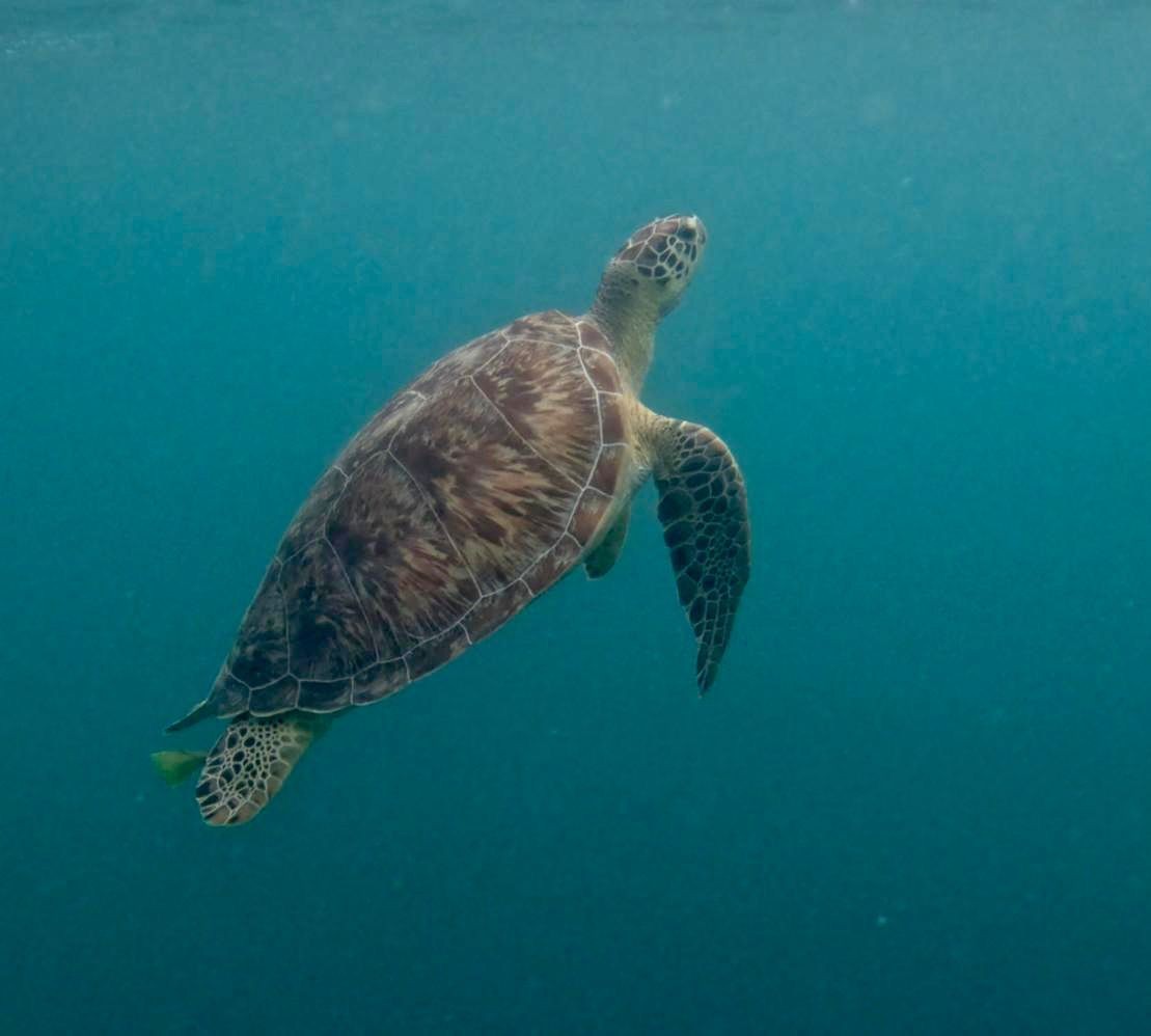 Sea turtle swimming underwater with its flippers outstretched in a blue ocean.