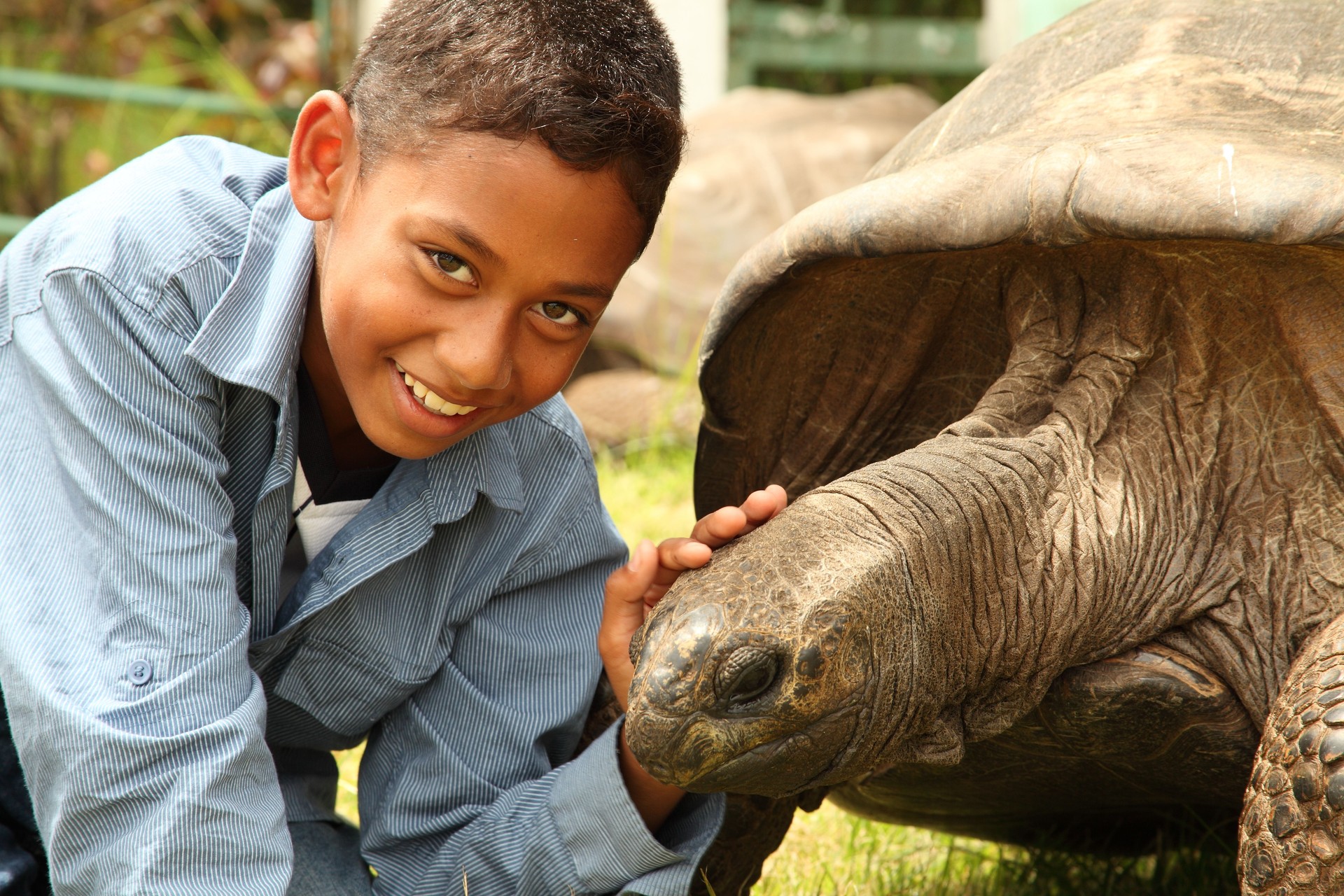 School boy visiting Jonathan the giant tortoise on St Helena