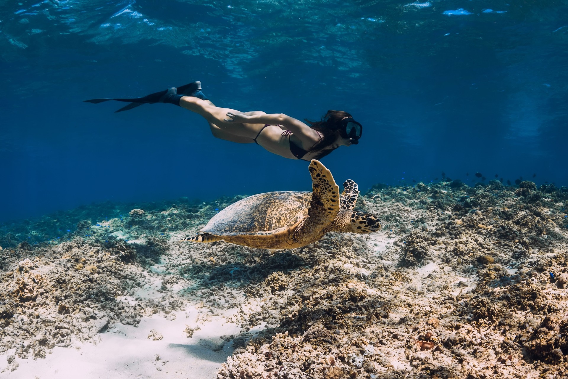 Freediver woman glides underwater with turtle in ocean. Snorkeling with green sea turtle.