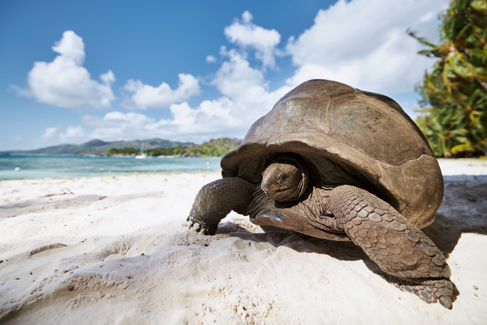 Aldabra giant tortoise on beach