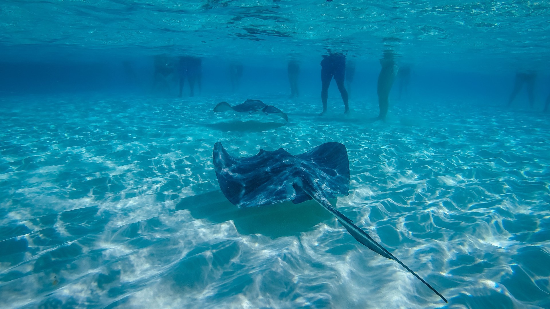 Stingray in the Grand Cayman, Cayman Islands.